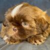 Cupcake – Female Shihtzu Puppy