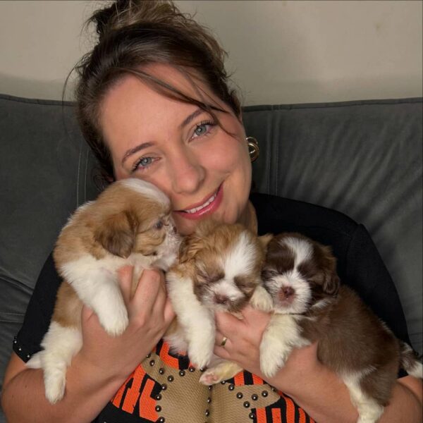 Daisy, Rosie & Milo - 3 lovely Shihtzu Puppies - Image 3
