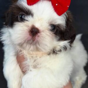 Nala – Female Shihtzu Puppy