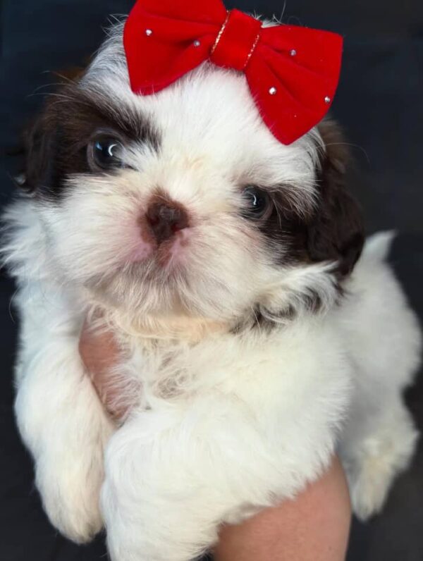 Nala – Female Shihtzu Puppy