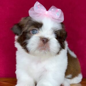 Mochi – Male Shihtzu Puppy