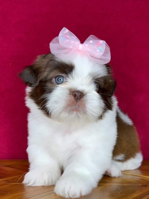 Mochi – Male Shihtzu Puppy
