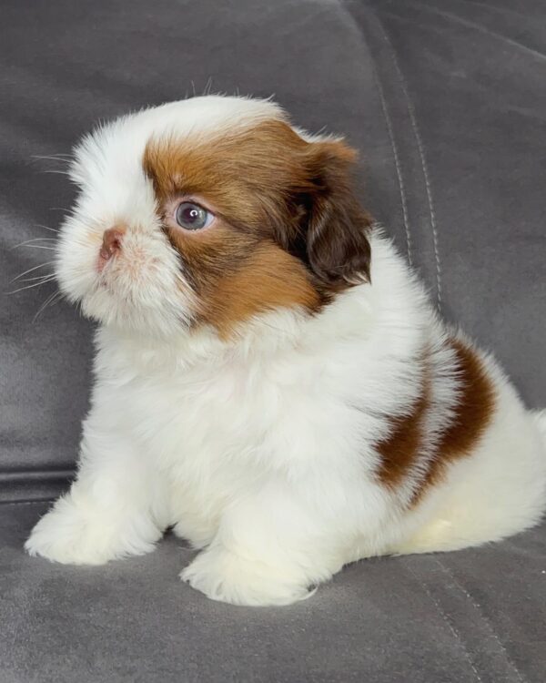 Coco – Female Shihtzu Puppy - Image 2