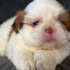 Teddy – Female Shihtzu Puppy