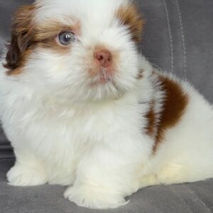 Coco – Female Shihtzu Puppy