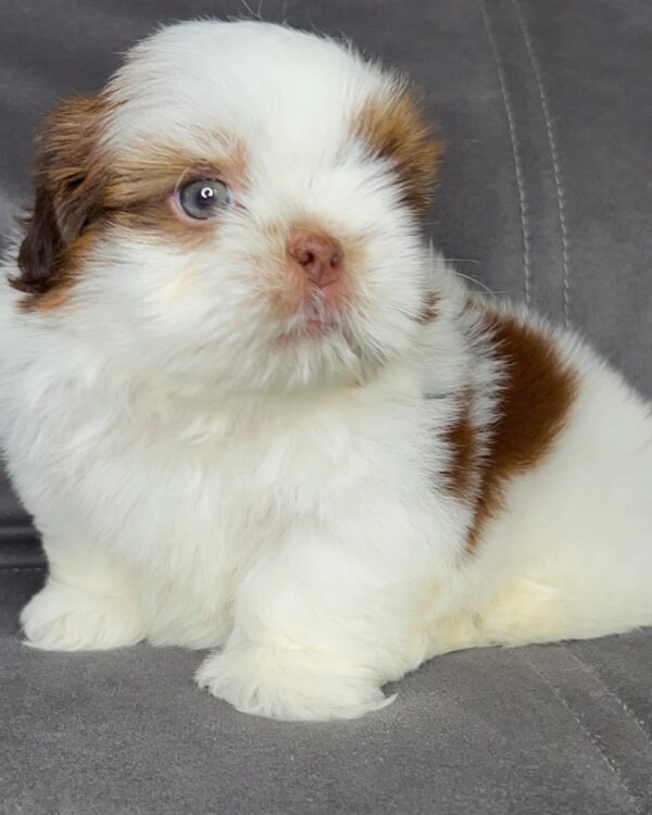 Coco – Female Shihtzu Puppy