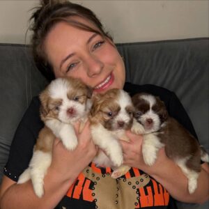 Daisy, Rosie & Milo - 3 lovely Shihtzu Puppies
