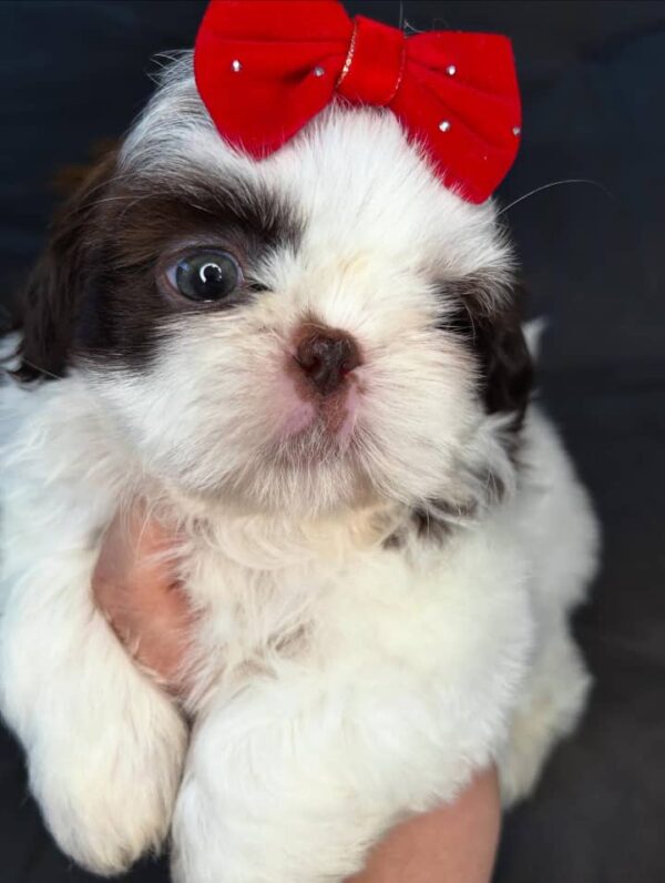 Nala – Female Shihtzu Puppy - Image 2