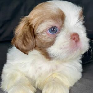 Tia – Female Shihtzu Puppy