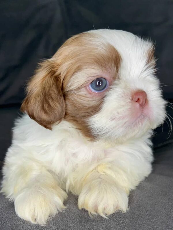 Tia – Female Shihtzu Puppy