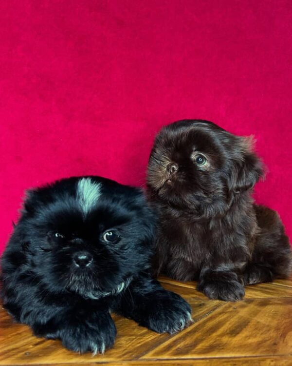 Lulu & Mimi – Adorable Shihtzu Puppies - Image 2