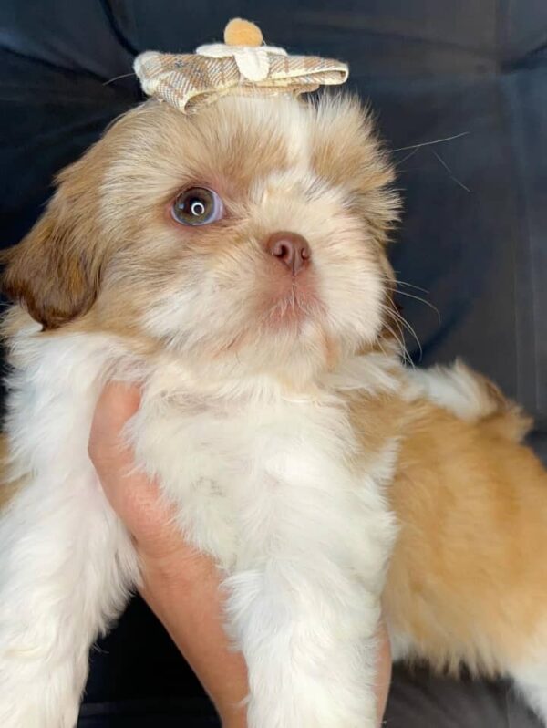 Benny – Male Shihtzu Puppy - Image 2