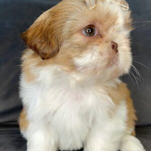 Benny – Male Shihtzu Puppy