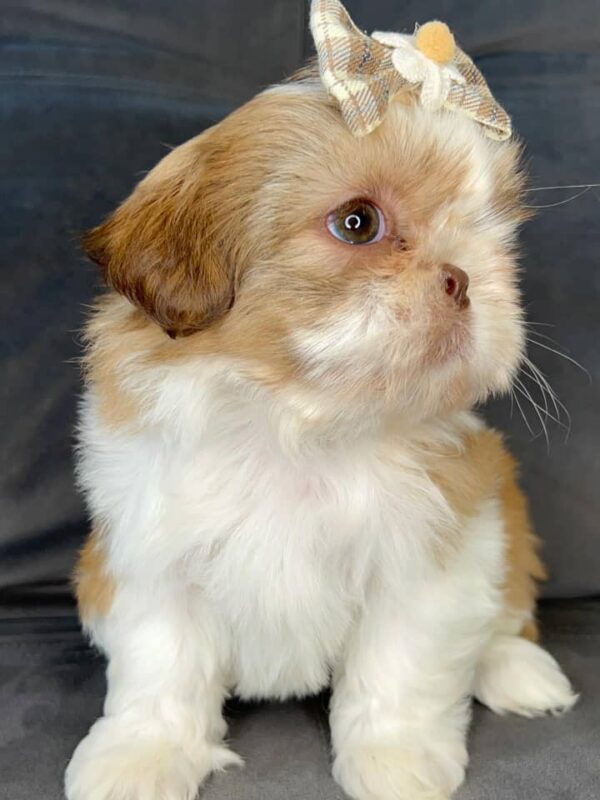 Benny – Male Shihtzu Puppy