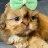 Buttons – Male Shihtzu Puppy