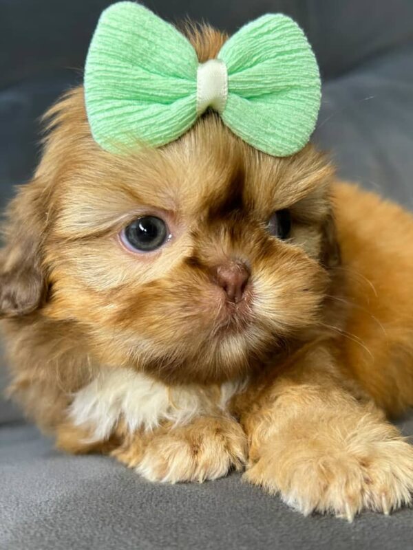 Buttons – Male Shihtzu Puppy