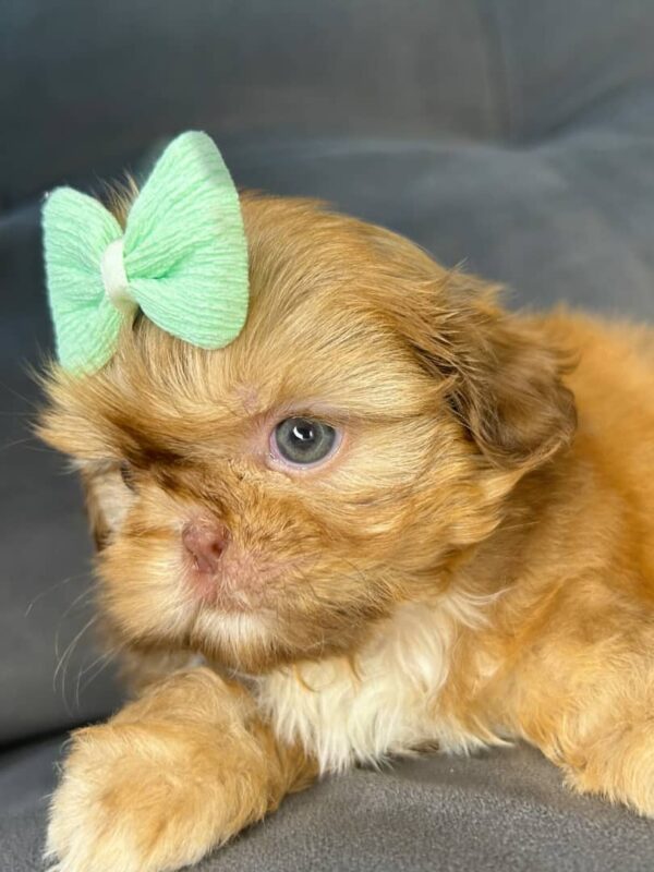 Buttons – Male Shihtzu Puppy - Image 3
