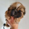 Aria– Female Shihtzu Puppy
