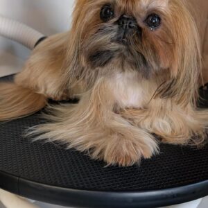 Ted– Female Shihtzu Puppy
