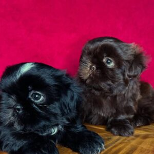 Lulu & Mimi – Adorable Shihtzu Puppies