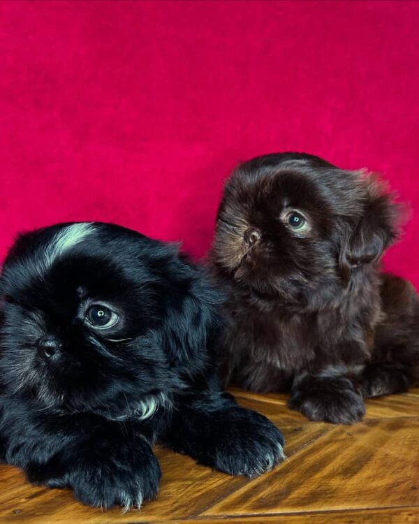Lulu & Mimi – Adorable Shihtzu Puppies
