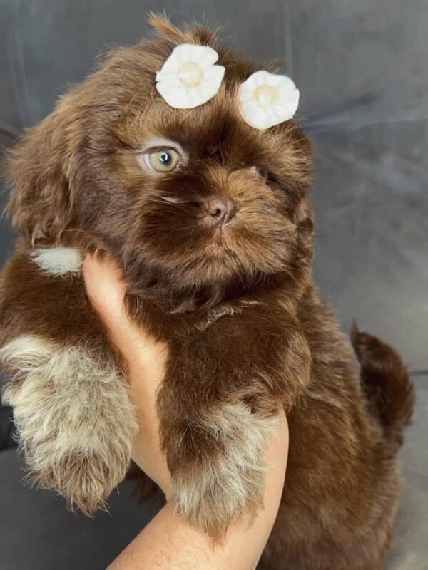 Tinker – Male Shihtzu Puppy - Image 2