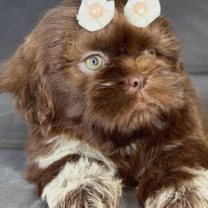 Tinker – Male Shihtzu Puppy