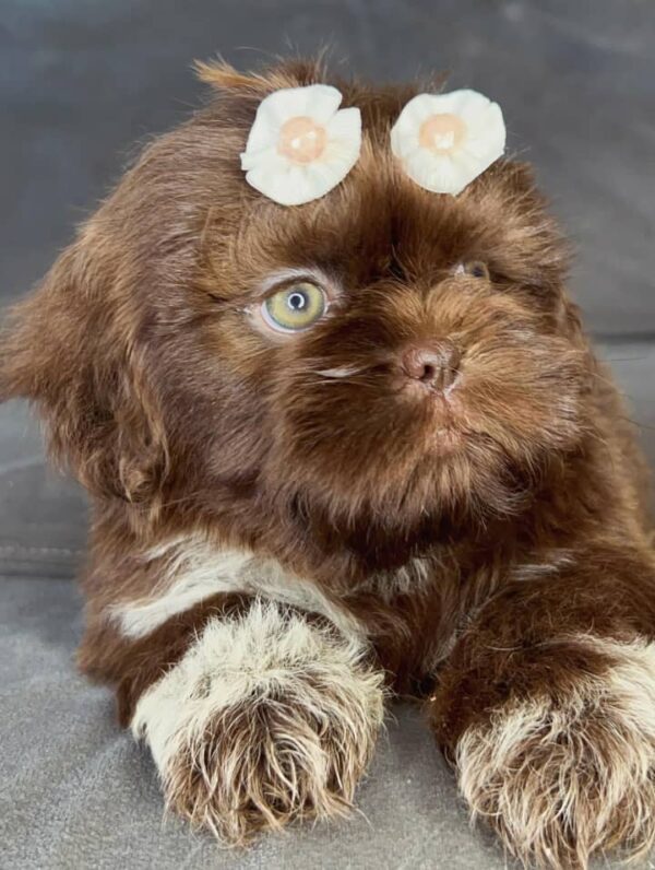 Tinker – Male Shihtzu Puppy